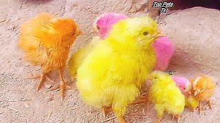 Baby Chicks | Colorful Chicks || Baby Chicks Playing Coloured|| Top Pets Tv