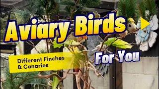 Finches and Canaries in the Outdoor Aviary