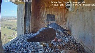 Falcons D&X show their incubation period 2024 with partner&bond themselves longer before Eggs hatch