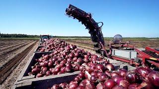 World Modern Agriculture Technology - Broccoli, Cabbage, carrot, onion Harvesting machine 2021