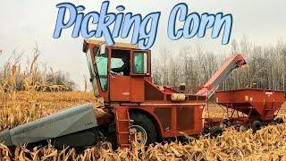 Corn Picking with Uni System 2024/Part 3