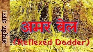 Amarbel ke Fayde aur upyog | reflexed dodder | Ayurved shala