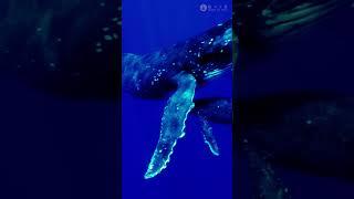 睡眠ループ用100％クジラの鳴き声 立体音響 #shorts　Whale Sound Effects in 3D Audio Will Blow Your Mind!