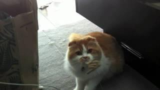 Unstabble Mabel - The Angry Scottish Fold Kitty