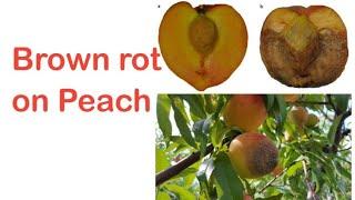 Brown rot on peach | Disease cycle