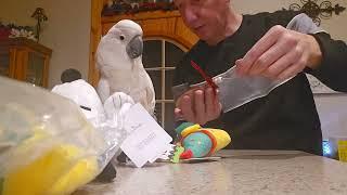 Cockatoo Max Gets Gifts From Mama Tee 