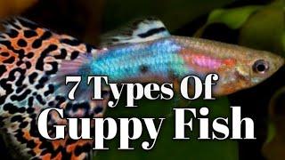 Types Of Guppy Fish #Guppytypes #tdfishparadise