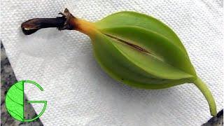 How I collected dry seed from my Cattleya orchid