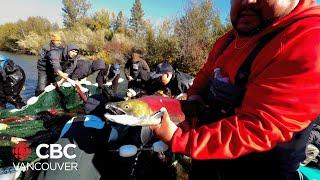 Record Sockeye salmon run returns in South Okanagan thanks to Indigenous-led restoration