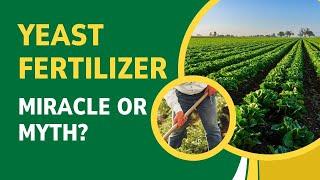 Yeast Fertilizer:  Miracle or Myth