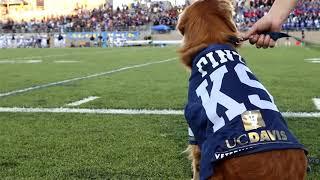 This dog retrieves kicking tees at UC Davis football games | ESPN