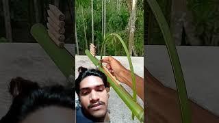 #bamboo1 #bamboo #archery #diy #woodworking #bambooacademy #bambooart #experiment