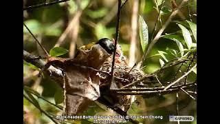 Black-headed Bulbul (adult feeding fruit to chick) @ Chiu Sein Chiong 5272