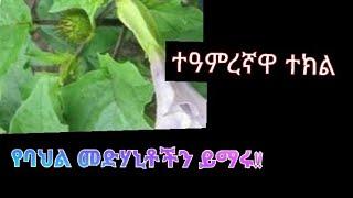 ተዓምረኛዋ ተክል / ለብዙ ህመሞች ፈውስ የምትሰጥ / የባህል መድሃኒቶችን ይማሩ @ethio tube ኢትዮ ቲዩብ