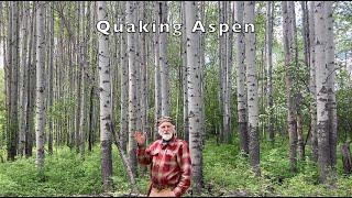 Quaking Aspen - How to Harvest the Bark with Michael Pilarski "Skeeter"