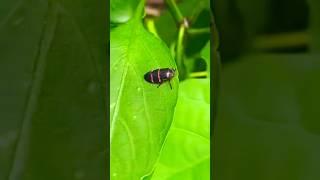 This Bug Looks Like Trouble #backyardgardening #organicgarden #backyardgarden #homestead