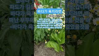 바다가 육지라면  #조미미#트로트#1969조미미 최고인기애창곡