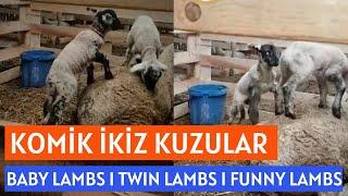 Kuzu Doğumları Başladı I Annelerine Rahat Vermeyen İkizler I Kuzu  I Bebek Kuzular I Baby Lamb I