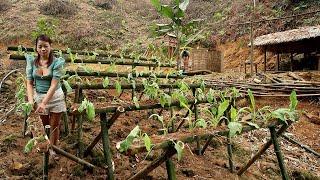 Technique Growing Vegetables in Bamboo Tubes. BUILD OFF GRID FARM. Farm Life Of Nguyen Hoang. Ep 50