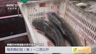 [三农长短说]江河湖海食鲜季 新疆巴州 博斯腾湖迎秋捕黄金季 一网捕鱼百余公斤|农业致富经 Agriculture And Farming