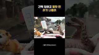 간택 당하고 팔자 핀 아기 냐옹이