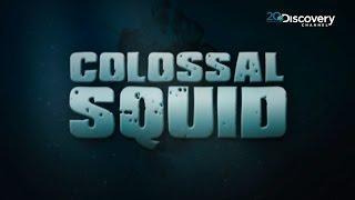 Discovering A Rare Giant Squid  | Colossal Squid