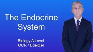 A Level Biology Revision (Year 13) "The Endocrine System"