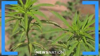 'No-go' zones: Cartel-run illegal marijuana operations on US soil | Elizabeth Vargas Reports