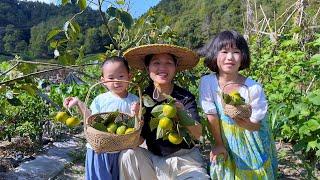 家里种的柿子第一次丰收，又小又青却意外的又甜又脆，太好吃了