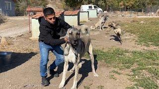 RAMBO MEKANA GELDİ KANGAL MAMA ORMANDAN YARALI GELDİ