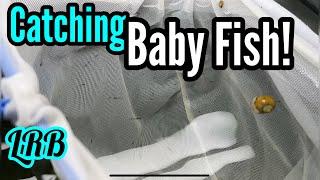 Raising Aquarium Fish Baby Fry Setup