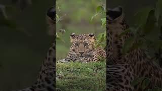 The eye of the #leopard, between the leaves, always watching, always your first observer #WithNature