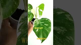 indoor plants # marthandam indoor plants # Tamil Nadu indoor plants # kanayakumari indoor plants