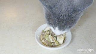 Cheap Homemade Cat Food Recipe