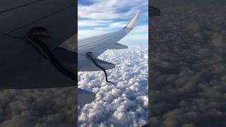 You won't believe these animals can actually fly!