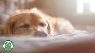 Relaxing music for dogsStress Relief Music,Relaxation MusicDog's Favorite Music.