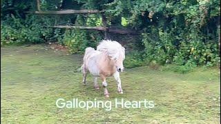 Cute Shetland Pony Tiny Ted Unleashes his Stunning Tune: Galloping Hearts. ️