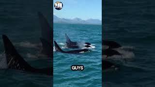 5 Unknown Facts About Killer Whales That Will Surprise You! #killerwhales #facts #OrcaFacts