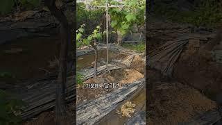단물