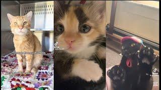 Cats Tiktok compilation with a special surprise at the end !!