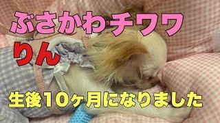 ぶさかわチワワりん。生後10ヶ月になりました！【vlog】