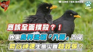 【外來鳥界流氓「八哥」入侵 繁衍神速生態災難超囂張？】｜@Amazing.Jack.