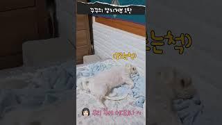 꾸꾸의 양치 거부 1탄 