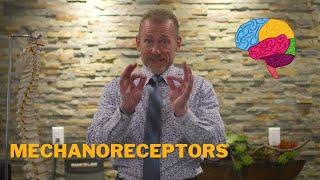 Mechanoreceptors - How Does Our Brain Heal?