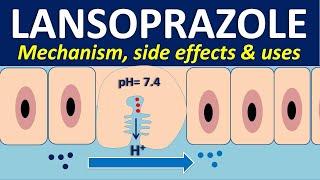 Lansoprazole - Mechanism, side effects, interactions and uses