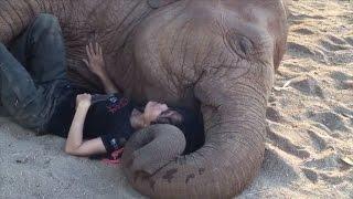 Watch The Heartwarming Moment An Elephant Falls Asleep to Caretaker's Lullaby