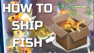 How To Ship Fish- Shipping my baby goldfish!