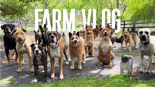 Lots of things need fixing | My Life Vlog as a Veteran with Lots of Dogs - Dog Farm Australia