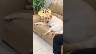 how dare you#funny#shorts#pets