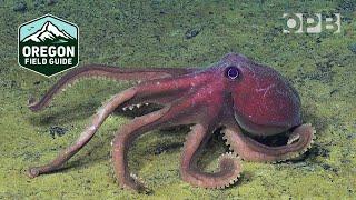 Life on Axial Seamount photo essay | Oregon Field Guide